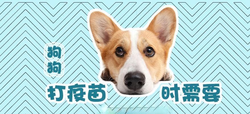 为何必须给狗子打疫苗？（打疫苗的重要性与费用分析）