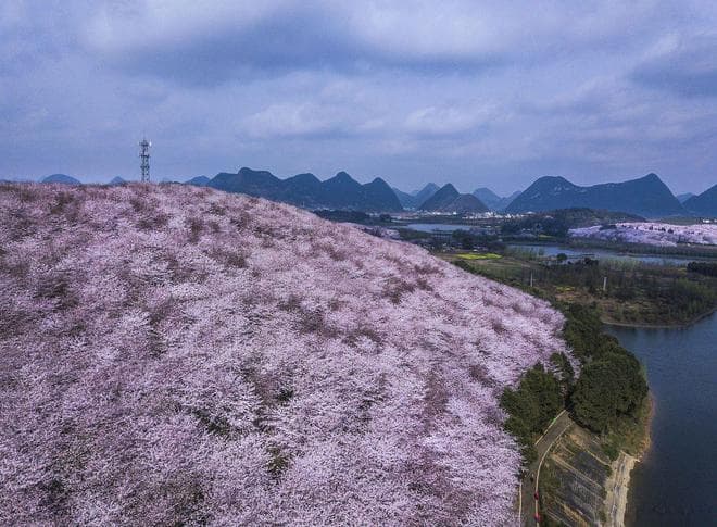 平坝樱花一日游！贵安新区平坝樱花园带你领略春日美景！