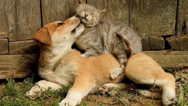猫狗之间真的有感情吗