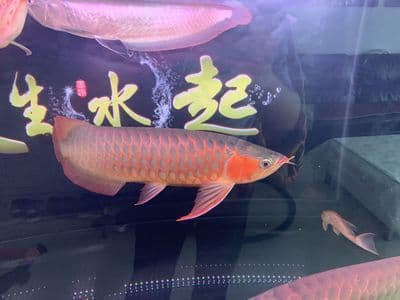 龙鱼几年产卵？如何判断龙鱼是否准备好产卵？