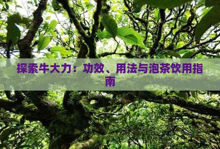 探索牛大力：功效、用法与泡茶饮用指南
