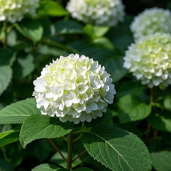 绣球花的生长环境及适宜气候