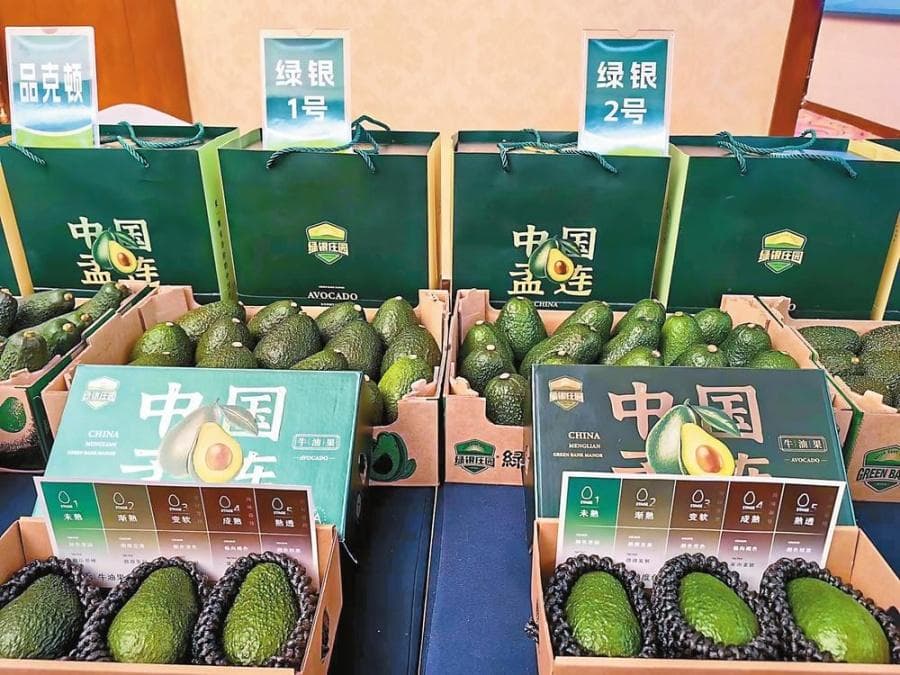 孟连县绿色产业崛起：牛油果替代15%进口，GDP增5%