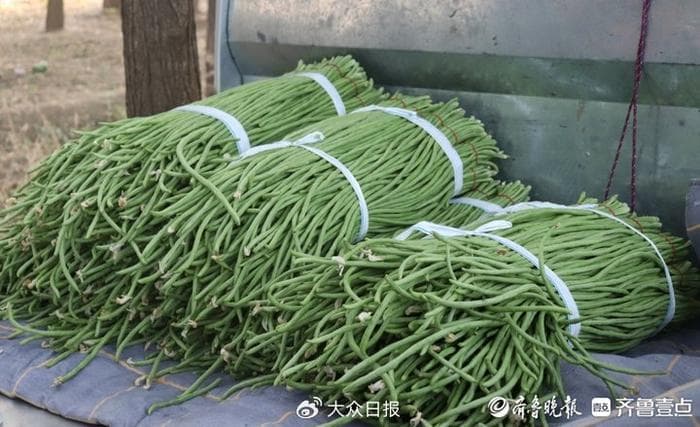 “吃不完，根本吃不完！”夏天每日超六百万山东人在吃“豆橛子”