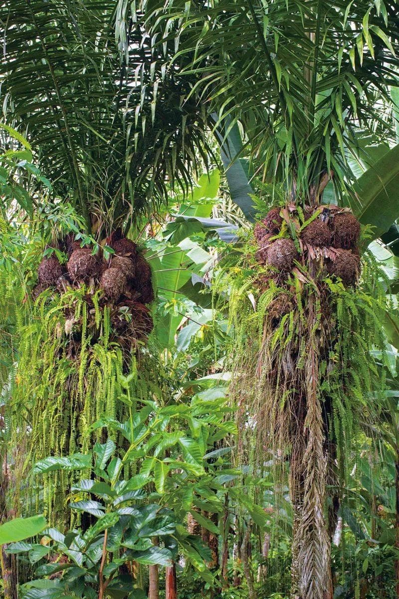 厄瓜多尔象牙果：以“植物象牙”替代真象牙，兼顾经济与环保