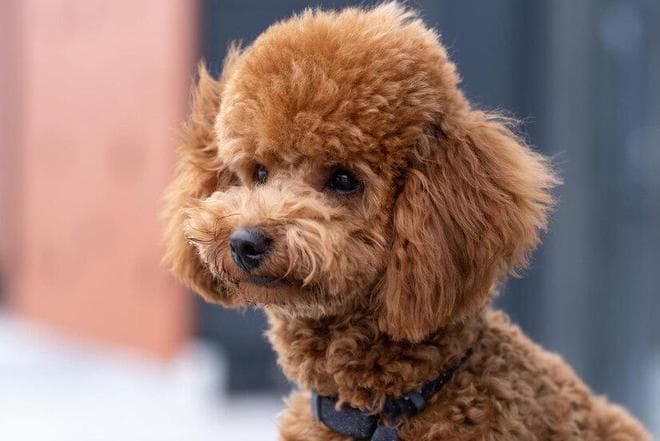 十大便宜又好养的小型犬推荐
