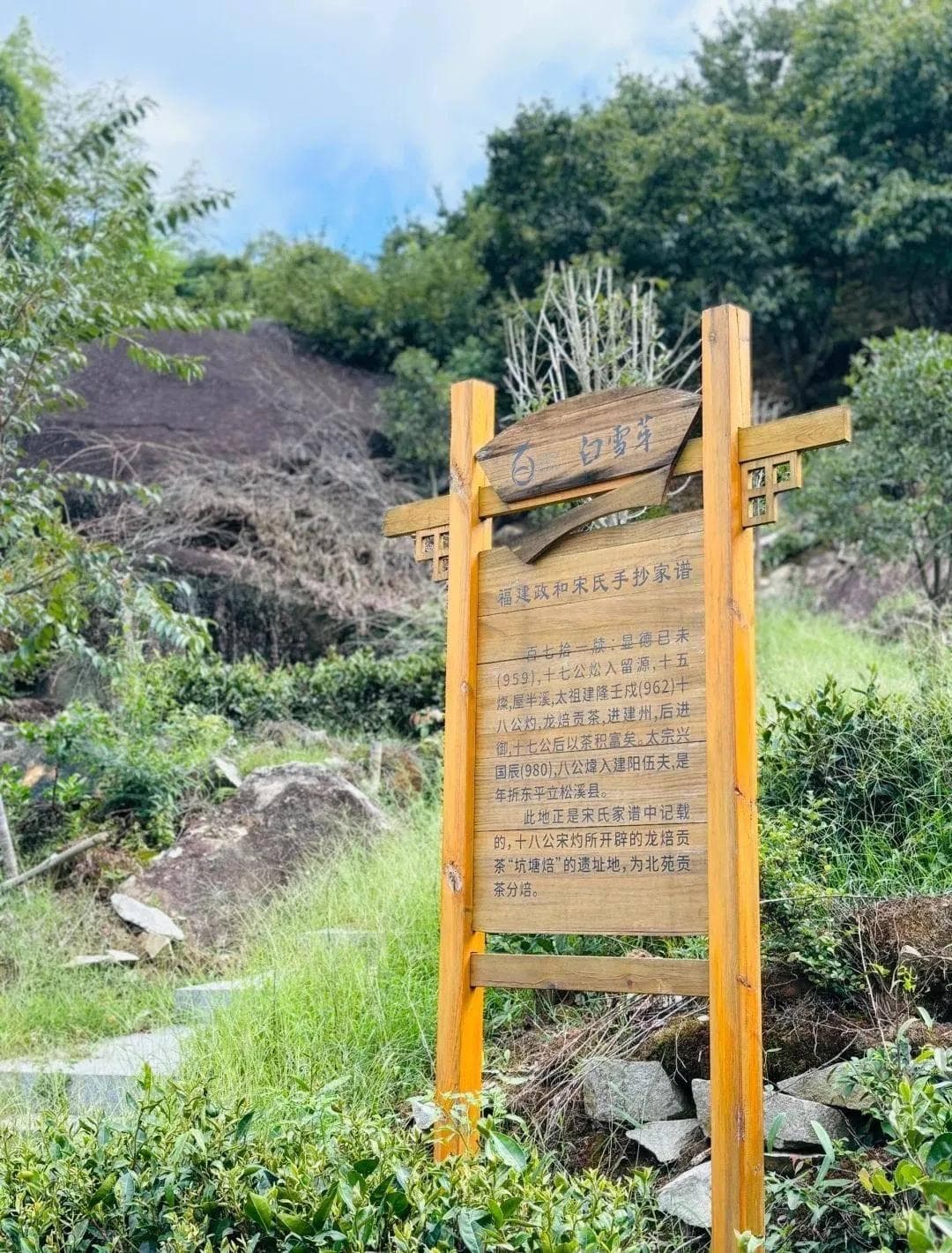 政和 —— 白茶产区中一颗璀璨的明珠