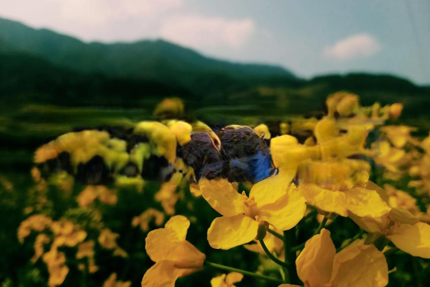 黄芥子的功效与作用及禁忌