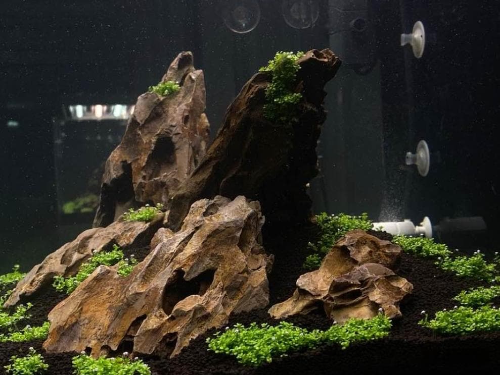 告别水草烂叶困扰：五大养护误区全解析