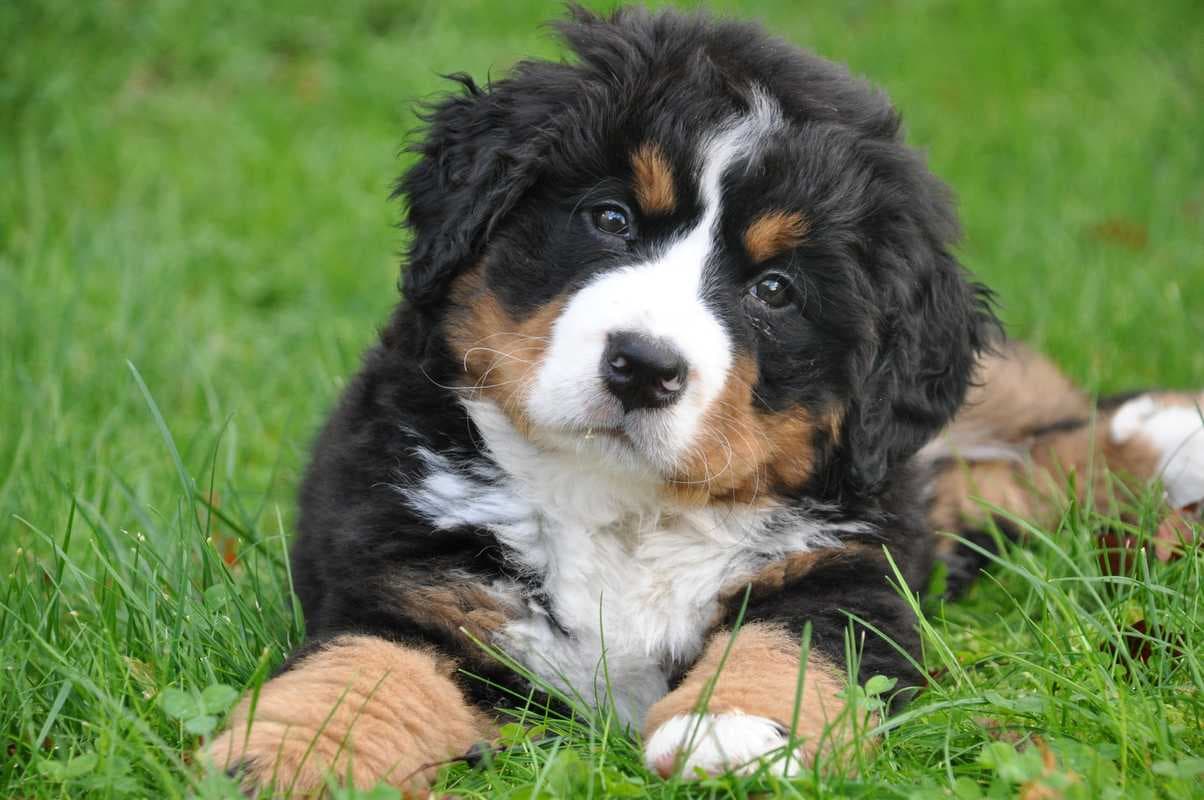 伯恩山犬的寿命一般有多长？