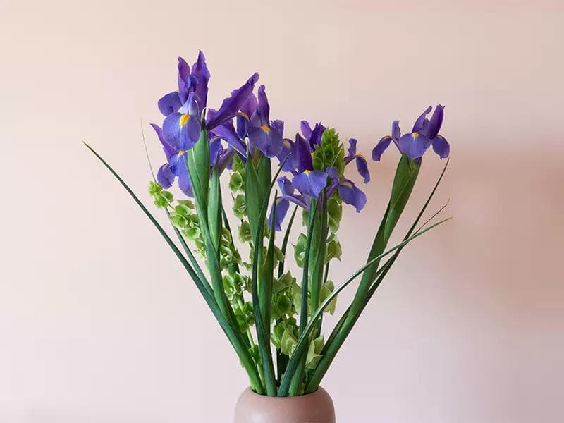 鸢尾花花语：连接希腊彩虹女神，认识各颜色鸢尾花的独特意义