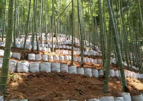 竹林深处藏珍宝：揭秘竹荪、天麻等四大药用植物
