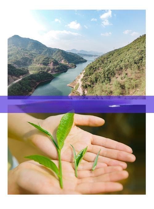 糖分高的普洱茶排行榜前十名