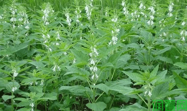 夏芝麻种植时间和方法，夏季芝麻如何种植？