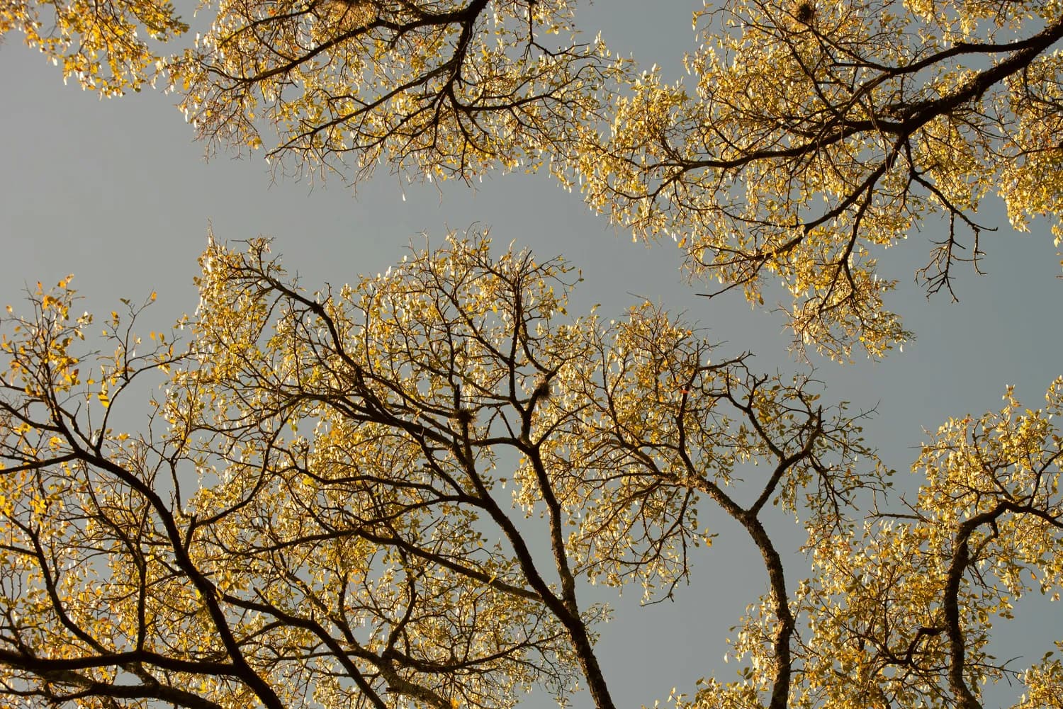 植树节来了，种棵树治愈心情