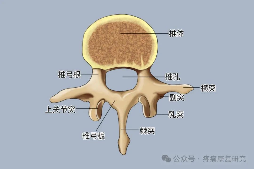 腰椎间盘突出引发腰腿痛的 3 个鉴别要素和 4 个缓解动作