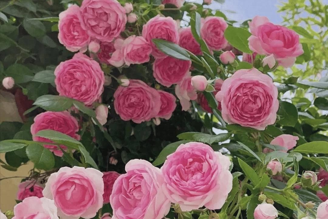 开花时间最长的“8种花卉”，快看你养了几种？