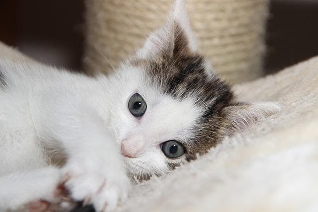 猫肠炎和猫瘟有什么区别？