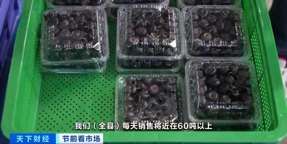 云南马关：万亩红果参丰收，日交易额超百万