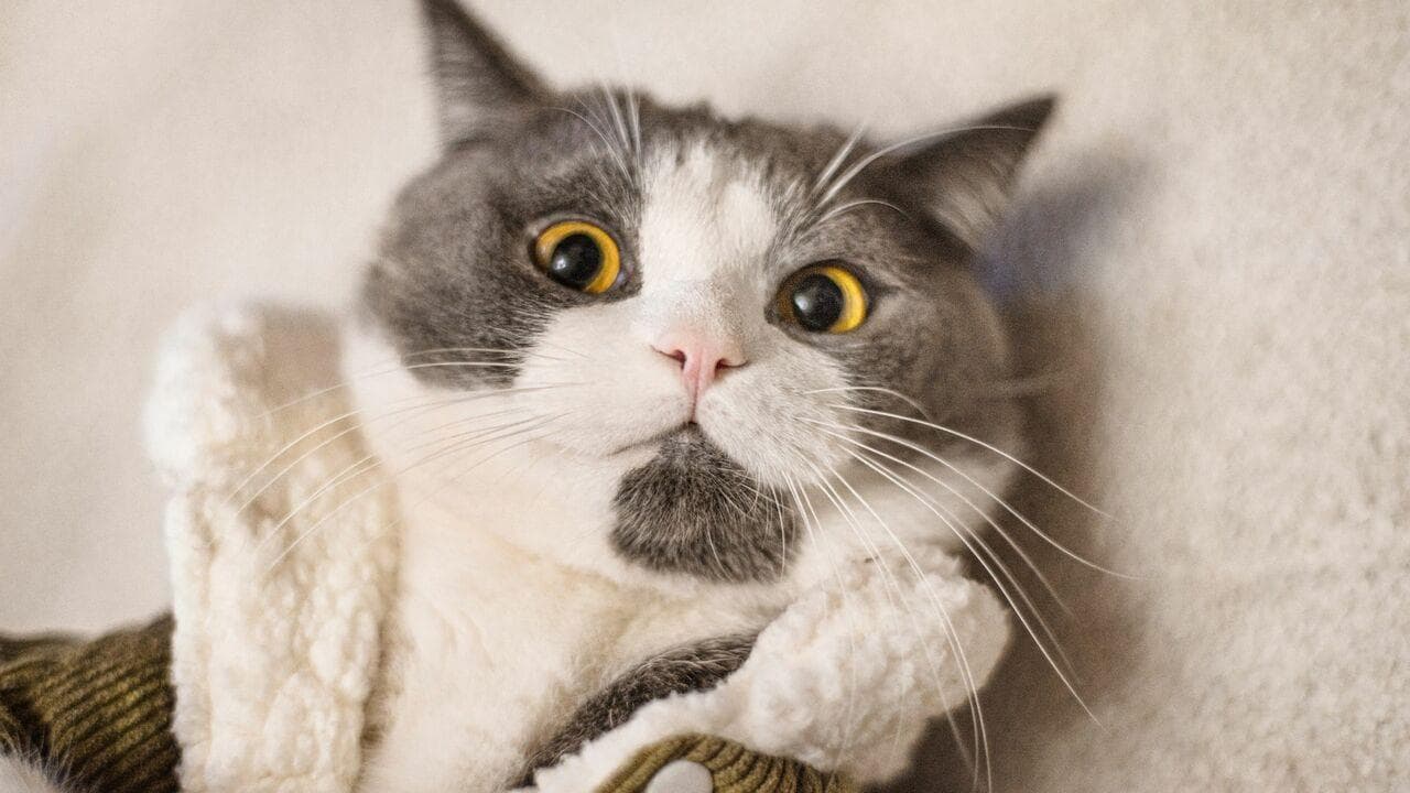 养猫能用漂白水清洁吗？小心漂白水的潜在危害！