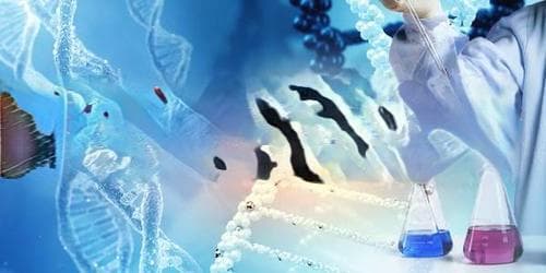 基因组DNA提取与鉴定的实验步骤与结果分析