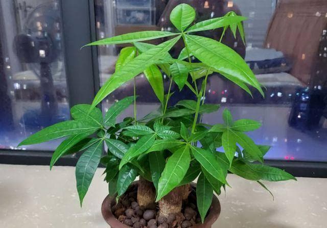 7月养“发财树”，扔1个枝到盆里，生根又长叶，茂盛浓绿长爆盆