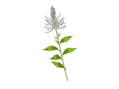 猫须草的功效与作用