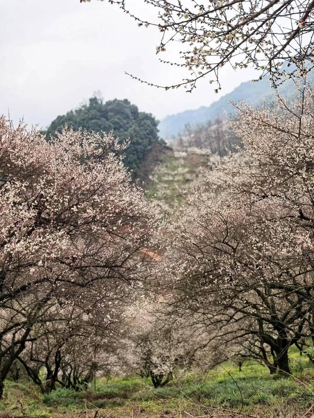 花开得正好！3条徒步路线，带娃山里穿越梅林