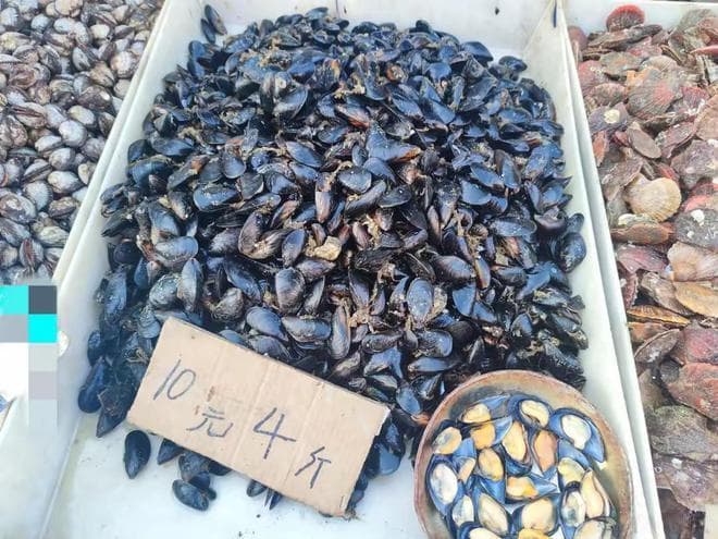 为什么说：被称为“开春第一鲜”的海虹不能乱吃？海虹上市要注意