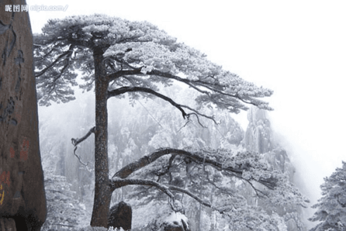 黄山迎客松：千年古松的生命奇迹