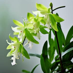 解密中藥材-鐵皮石斛：揭開其對健康的5大秘密