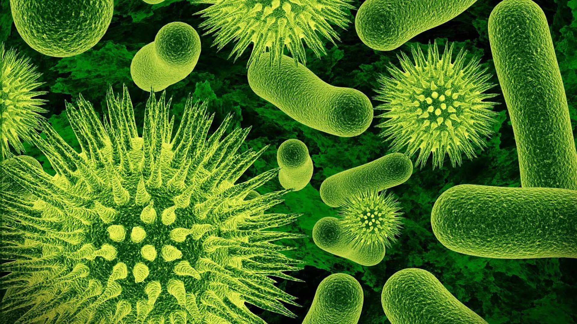 细菌如何成群滋生？揭秘快速繁殖、生存与进化的惊人机制！