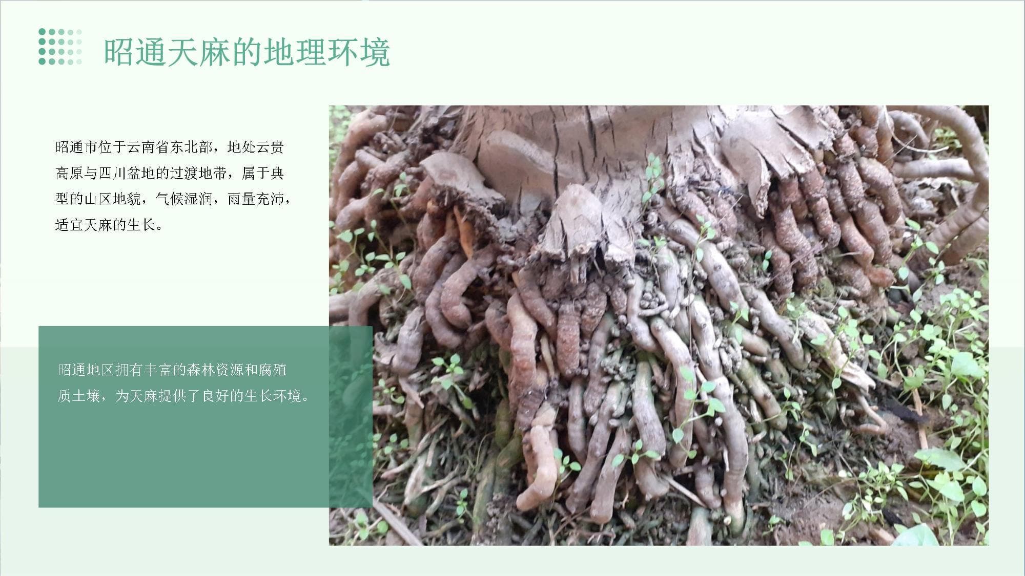 昭通天麻行业分析报告