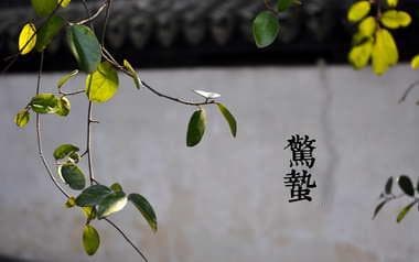 2024年惊蛰：春雷始鸣，万物复苏