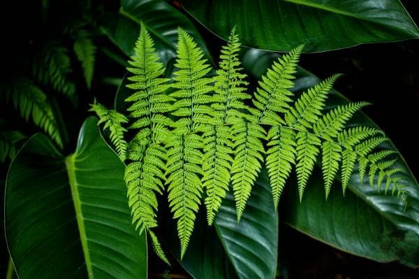 深圳仙湖植物园植物种类全攻略