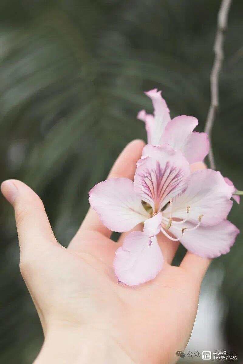 诗歌的模仿或抄袭认定标准