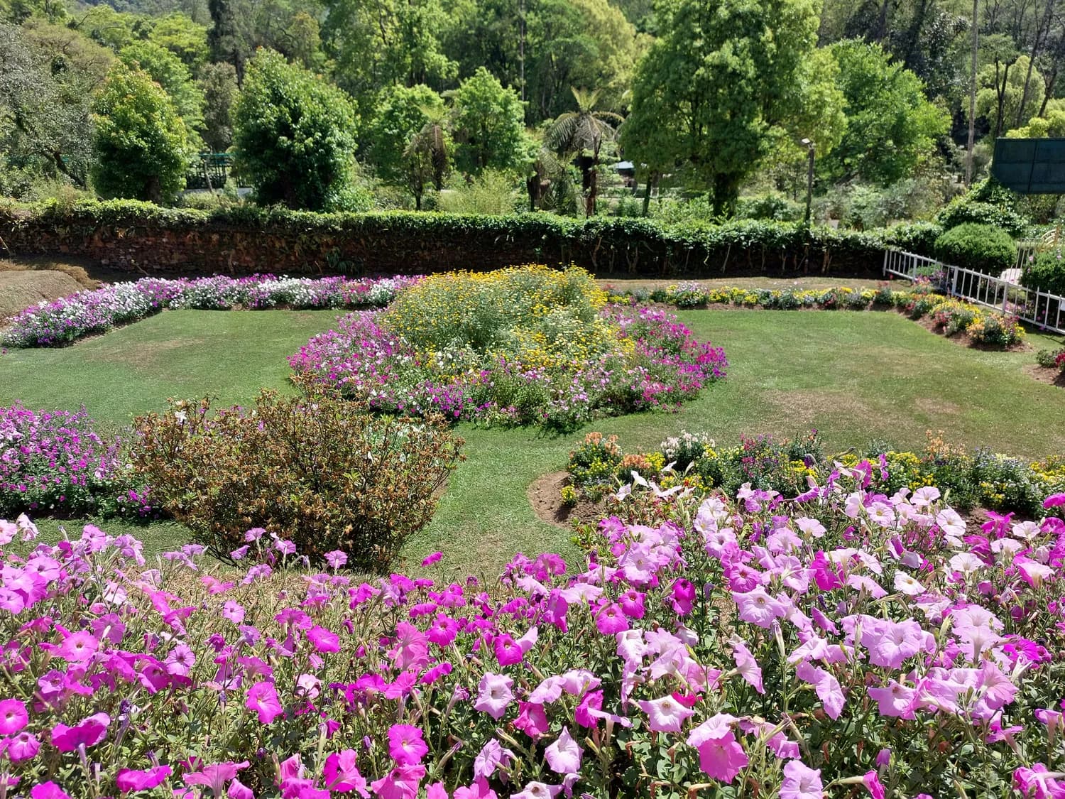 昆明植物园四月赏花攻略：牡丹、杜鹃花、蓝花楹大PK！
