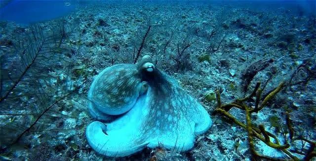 深海生物：海洋深处的奇妙生物世界，你了解多少呢？