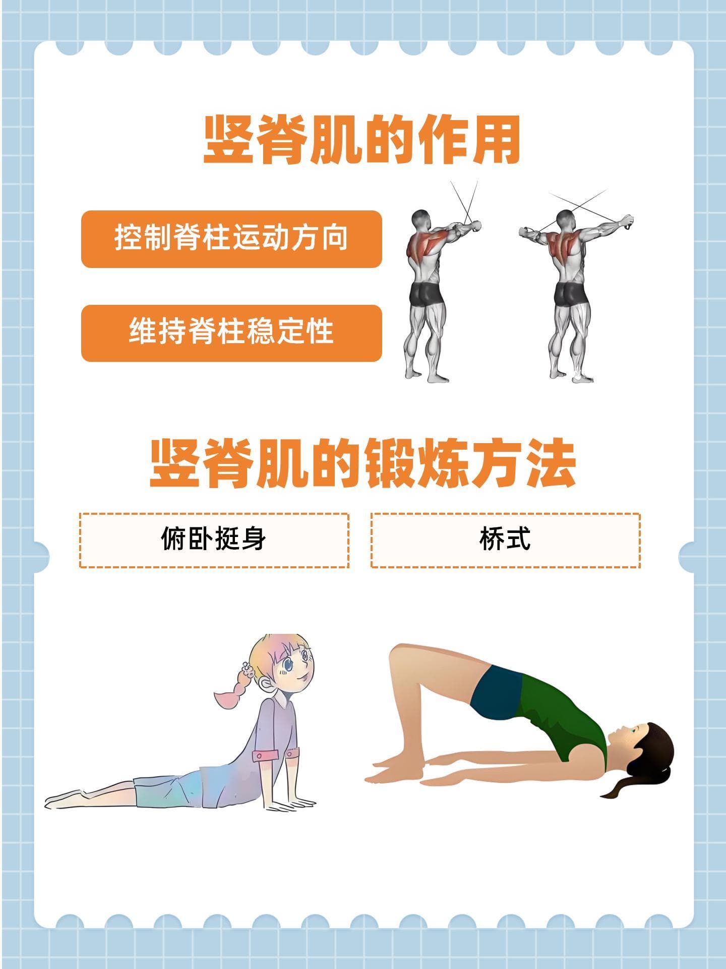解密竖脊肌：作用、锻炼法与疼痛对策