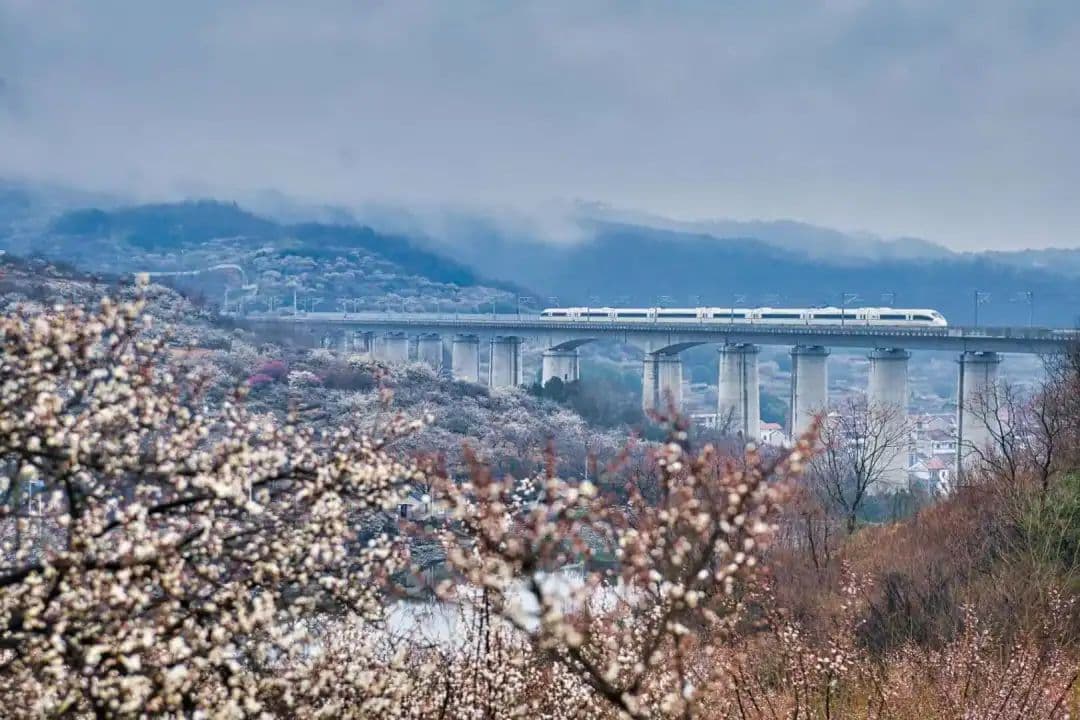 多巴胺配色，长三角春日“花仙子”已上线，即刻出游！