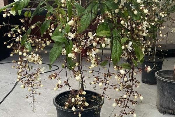 垂丝茉莉的养殖方法及修剪
