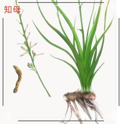 知母：清热泻火的中药瑰宝