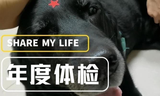 在家DIY宠物体检，轻松关爱你的狗狗