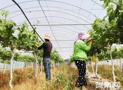 西昌葡萄种植面积5年增10倍，形成一地难求局势