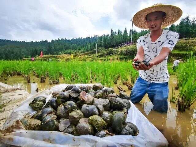 40多岁不想打工，回农村做这个养殖，简单易做，收入比打工挣得多