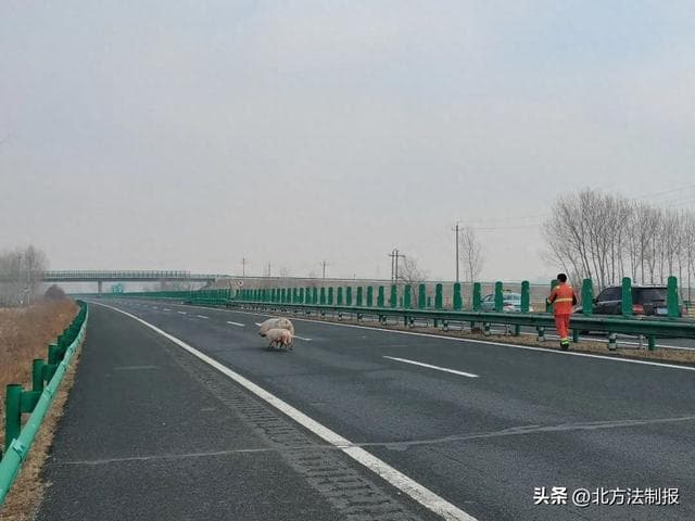 吉林高速公安白城分局：“二师兄越狱”！警民携手上演“捉猪记”