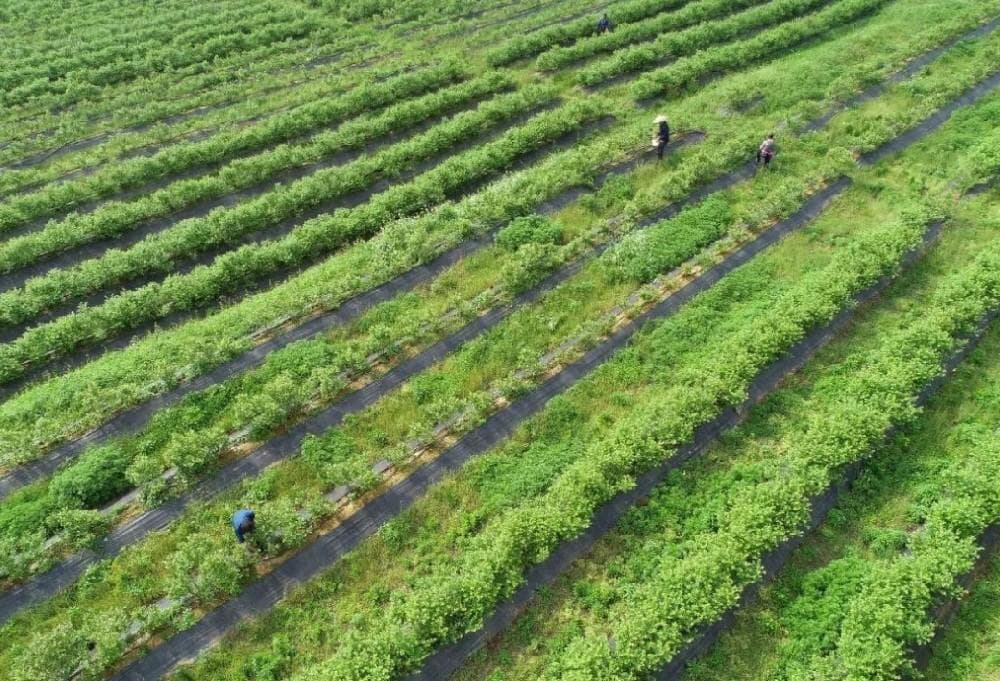 蓝莓种植土壤调配与优化指南