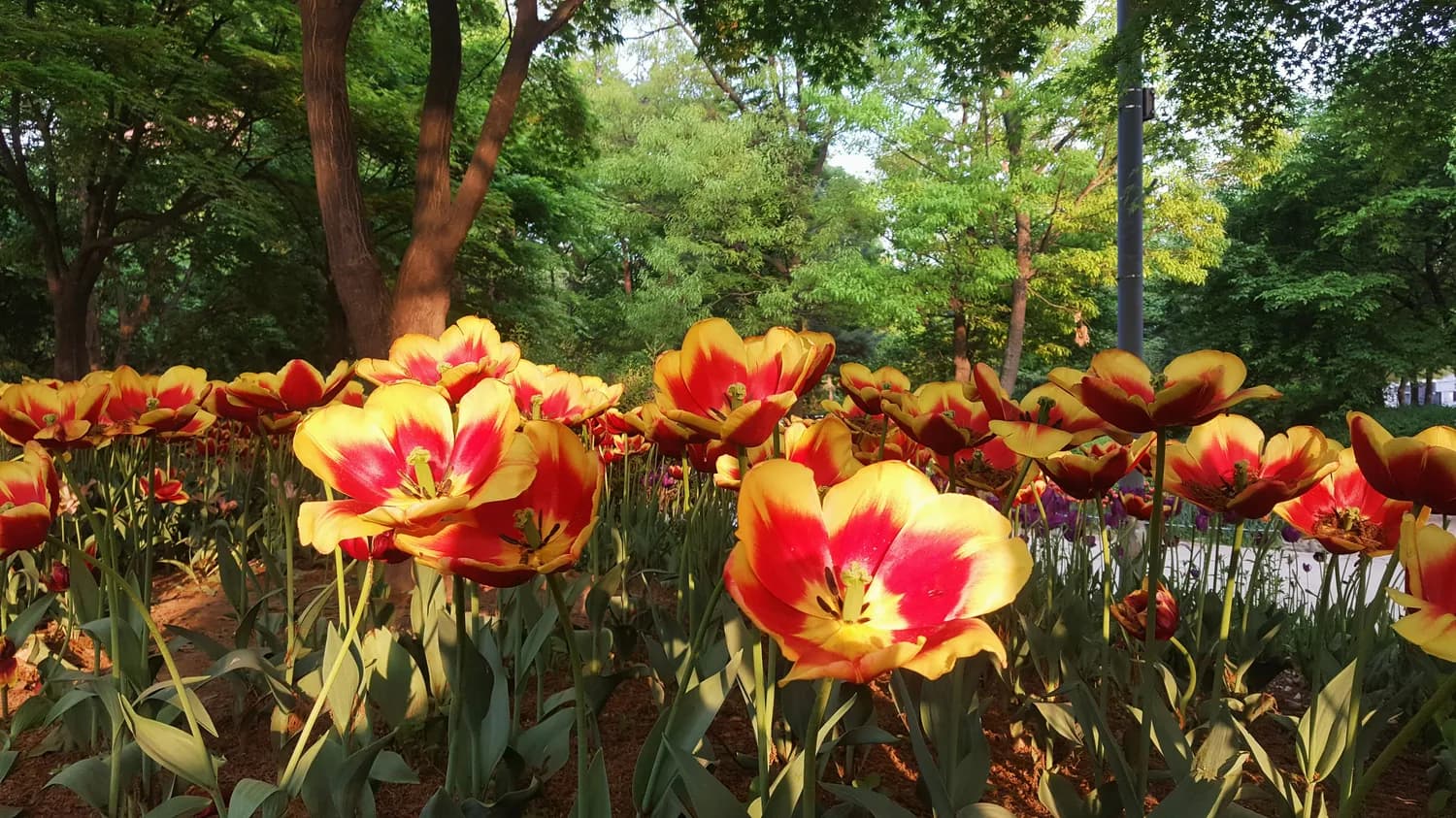 春暖花开季，潍坊三大公园赏花正当时