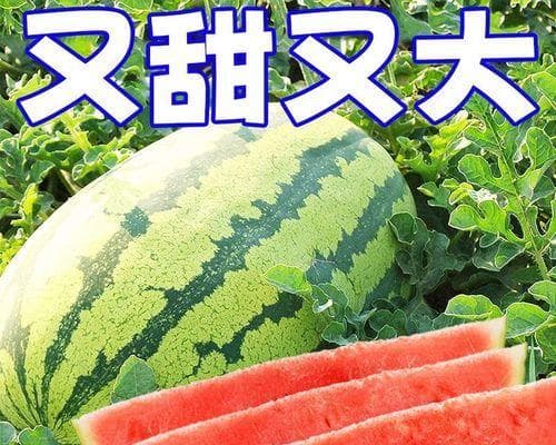 留种西瓜的方法与技巧：从挑选到保存的完整指南