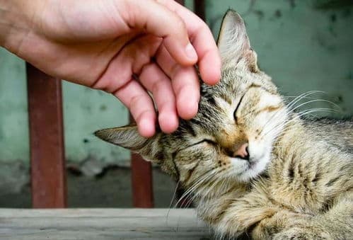 猫咪咬人，训练耐心，避免暴力。